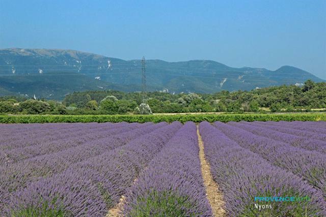 Villa Les Pins Mirabel-aux-Baronnies Eksteriør bilde